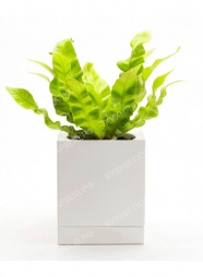 Растение в кубе 1