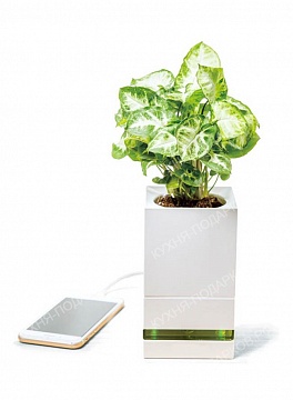 Изображения Растение в кубе 2