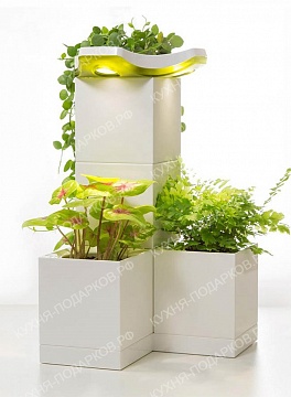 Изображения Растение в кубе 8