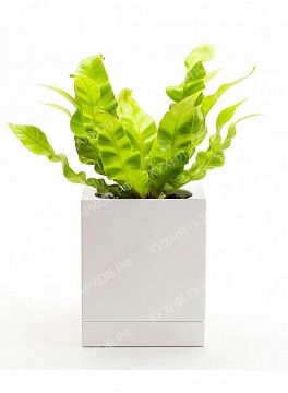 Изображения Растение в кубе 1